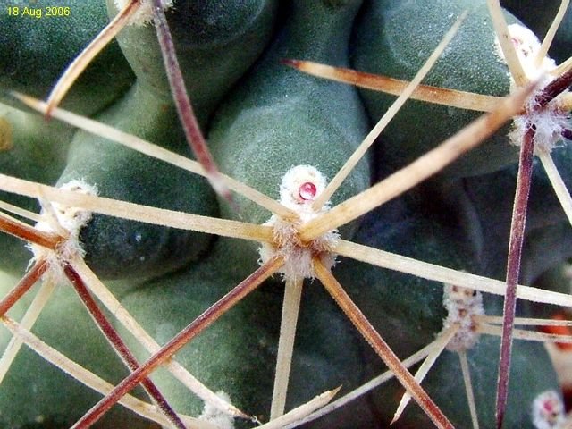 Sclerocactus _glaucus _SB1749 'Debeque form' 08